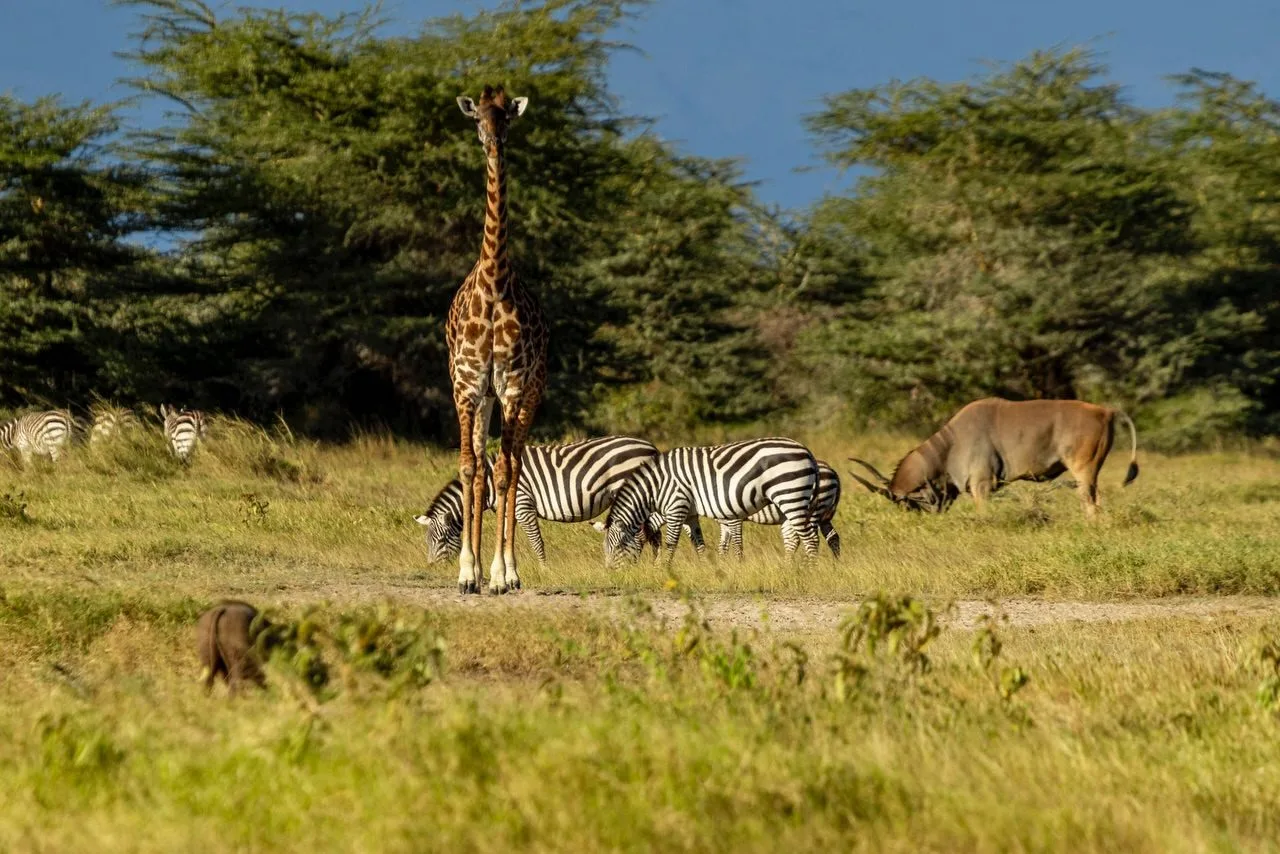 wildlife, Amboseli & Chyulu Hills