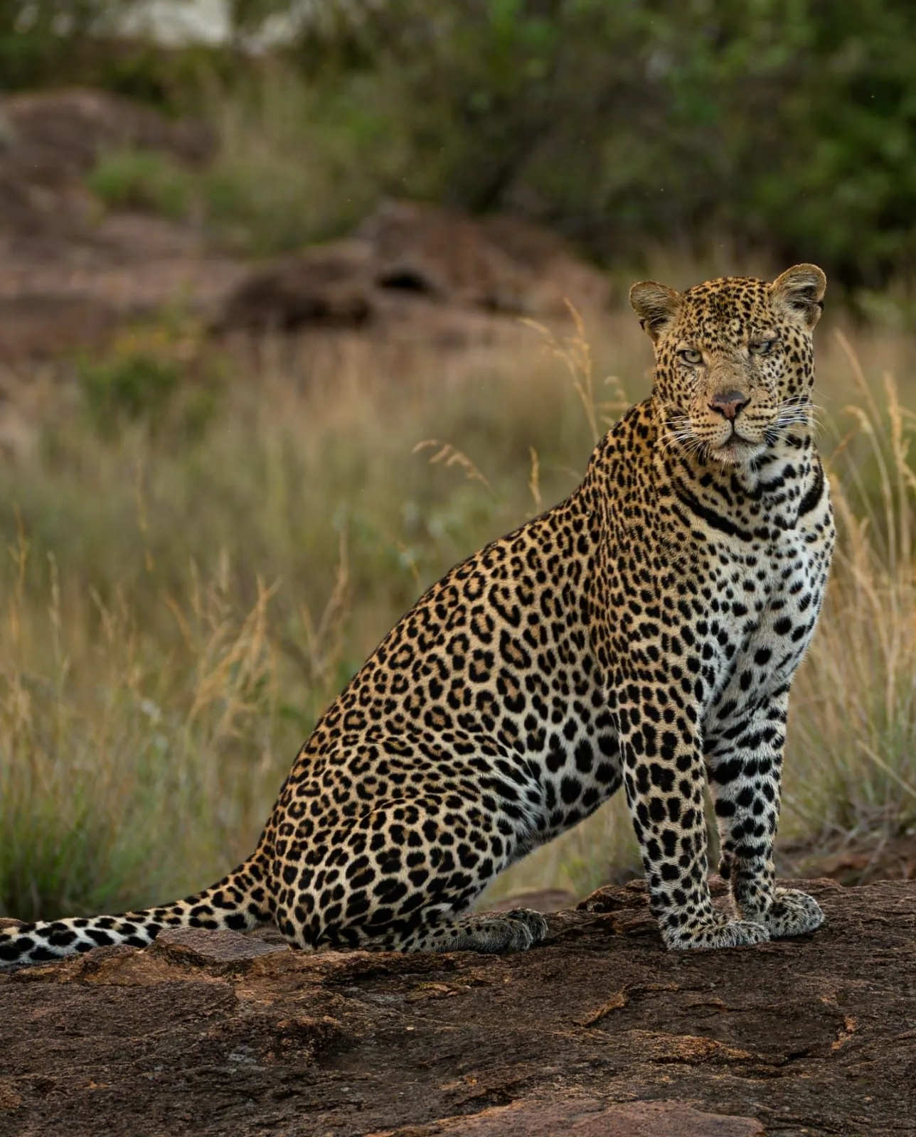 Tumaren Camp and Karisia Walking Safaris 1