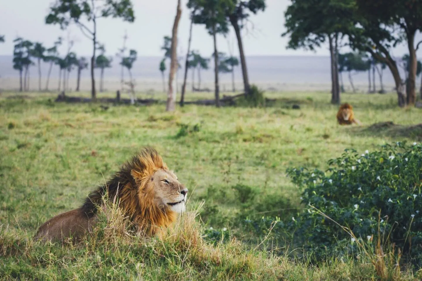Tangulia Mara Camp 1