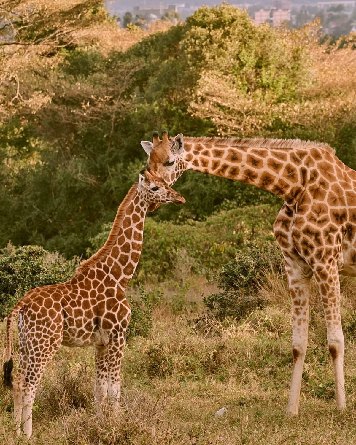 Nairobi image 11