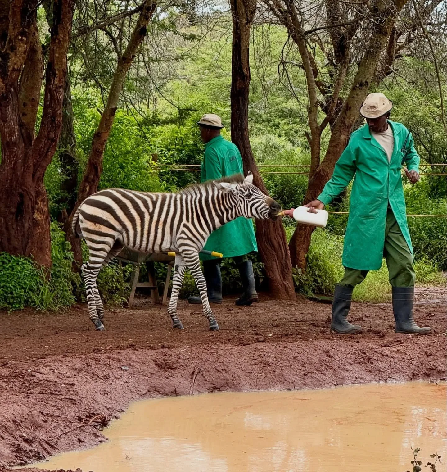 Fairview Coffee Estate experience story image 3