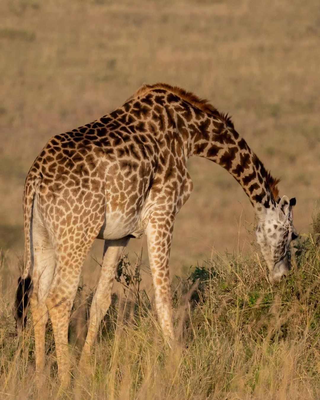 Signature Photography Safari highlights