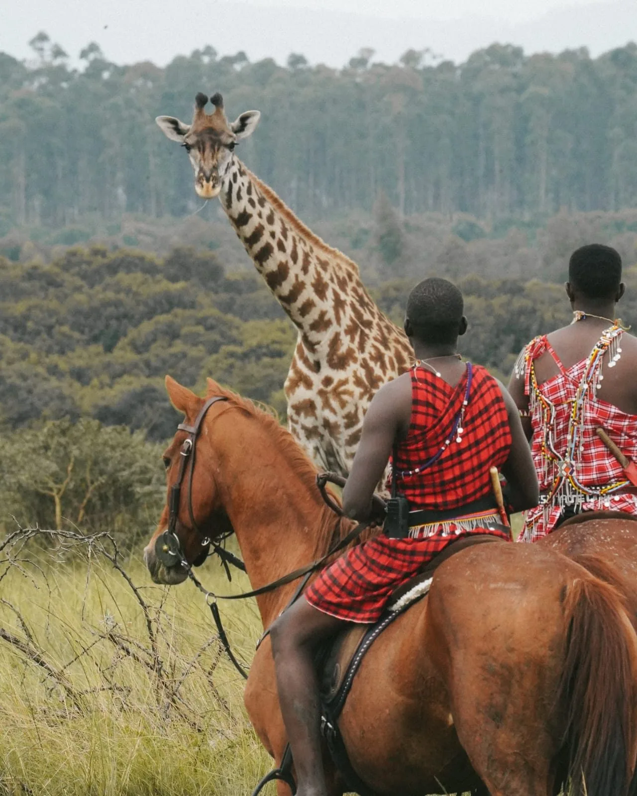 Kenya wildlife landscape for safari routing