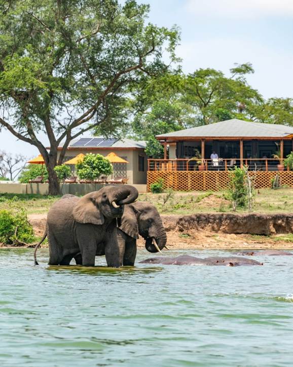 Top 8 Wildlife Experiences in Uganda — The Ultimate Luxury Guide Vard Africa